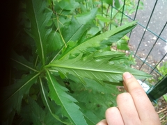 Cirsium arvense