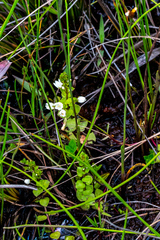Crassula natans