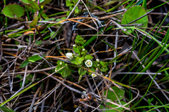 Crassula natans