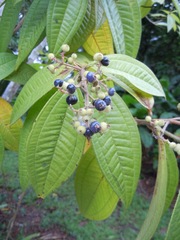 Miconia ibaguensis