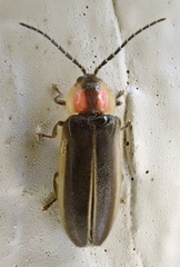 Photinus cooki