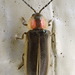 Cook's Firefly - Photo (c) Paul Bedell, some rights reserved (CC BY-SA), uploaded by Paul Bedell