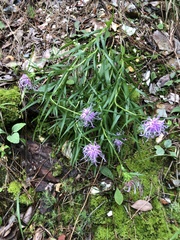 Liatris compacta