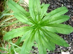 Chamaenerion angustifolium
