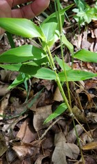 Dichanthelium boscii