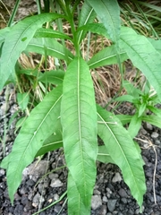 Chamaenerion angustifolium