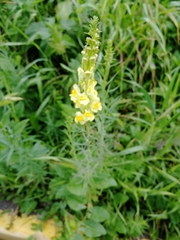 Linaria vulgaris