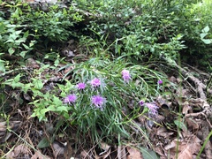 Liatris compacta