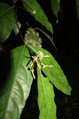 Morinda tenuiflora