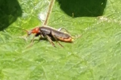 Cantharis rustica