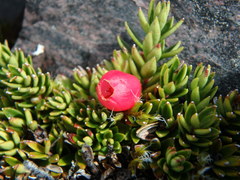 Disterigma empetrifolium