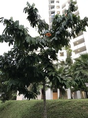 Saraca thaipingensis