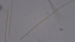 Planktothrix