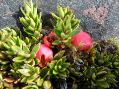 Disterigma empetrifolium