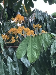 Saraca thaipingensis