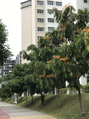 Saraca thaipingensis