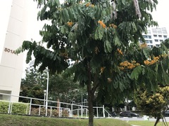 Saraca thaipingensis