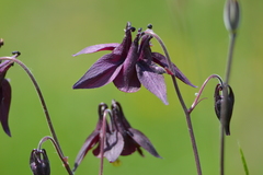 Aquilegia atrata