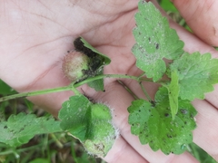 Glechoma hederacea