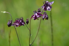 Aquilegia atrata