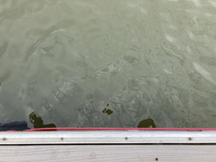 Planktothrix