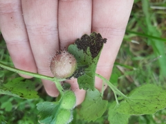 Glechoma hederacea