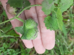 Glechoma hederacea