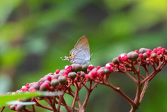 Hypolycaena thecloides