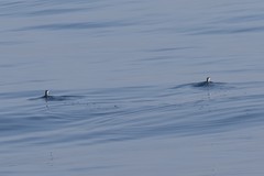 Synthliboramphus scrippsi