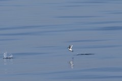 Synthliboramphus scrippsi