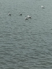 Larus delawarensis