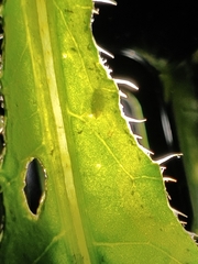 Phytomyza spinaciae