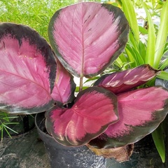 Goeppertia roseopicta