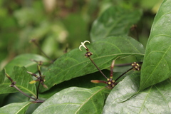 Morinda tenuiflora