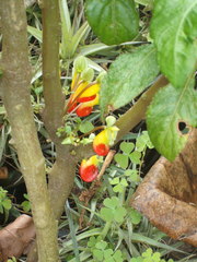 Impatiens niamniamensis
