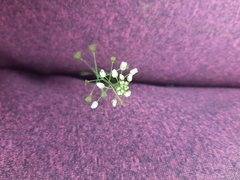 Capsella bursa-pastoris