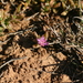 Delosperma calycinum - Photo (c) Luc Strydom, some rights reserved (CC BY-NC), uploaded by Luc Strydom