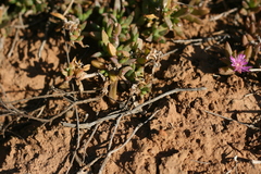 Delosperma calycinum