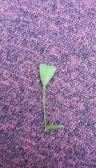 Capsella bursa-pastoris