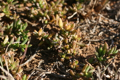 Delosperma calycinum
