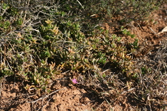 Delosperma calycinum