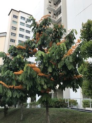 Saraca thaipingensis