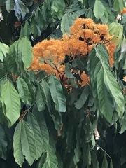 Saraca thaipingensis