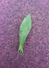 Capsella bursa-pastoris