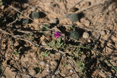 Trichodiadema barbatum