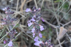 Teucrium chamaedrys