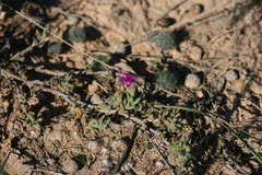 Trichodiadema barbatum