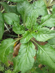 Impatiens niamniamensis