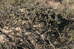 Trichodiadema barbatum