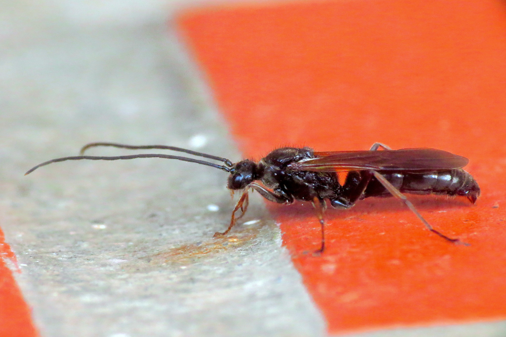 Neoponera crenata